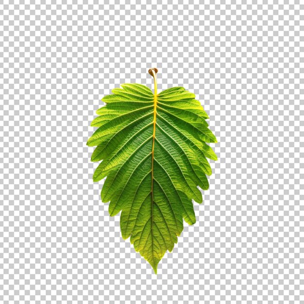 Leaf isolated on Transparent Background