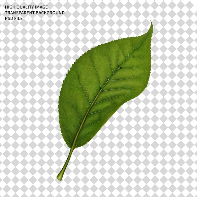 leaf png leaves png PSD png transparent background