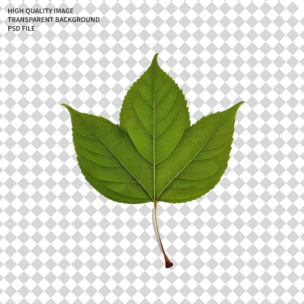 leaf png leaves png PSD png transparent background