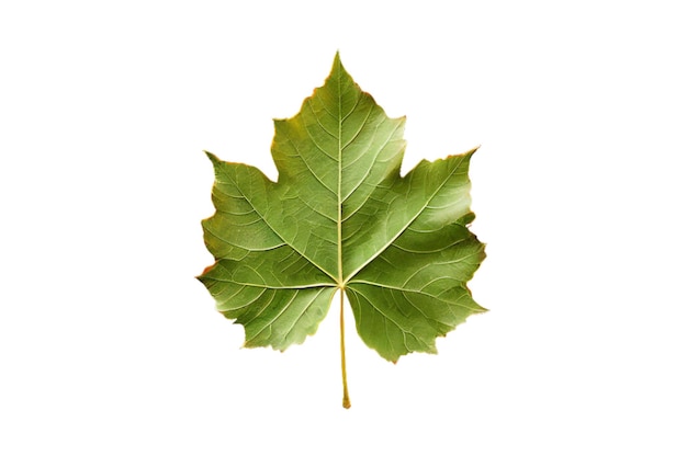 a leaf that has the word oak on it