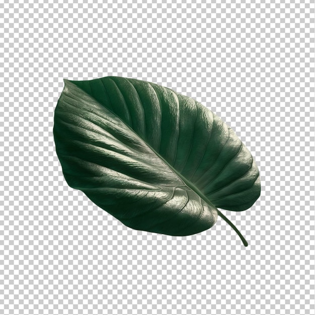 a leaf that is green