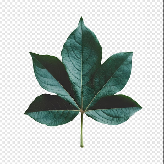 a leaf that is green