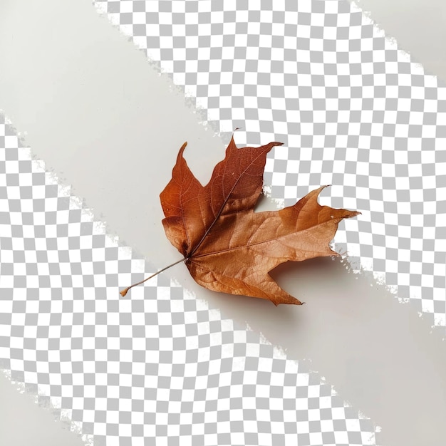 a leaf that is laying on a white paper