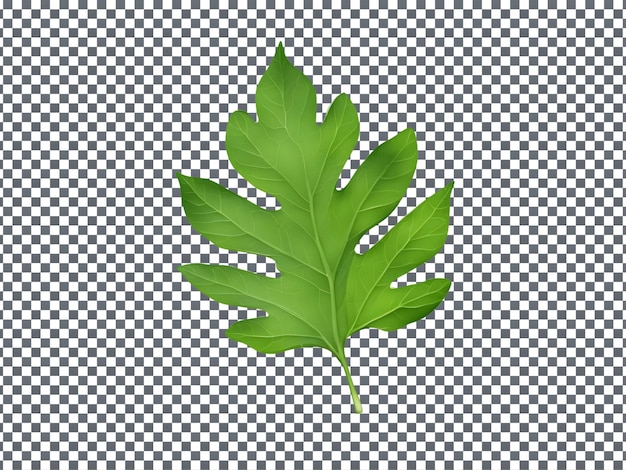 a leaf of a tropical leaf is shown on a checkered background