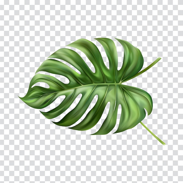 a leaf of a tropical plant on a transparent background