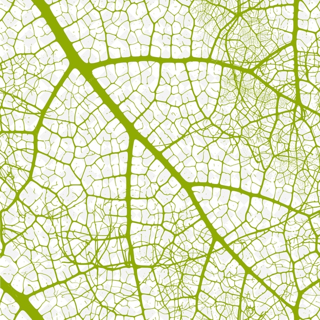 Leaf Veins Texture With Irregular Branching and Sparse Patte PNG Creative Overlay Background Decor