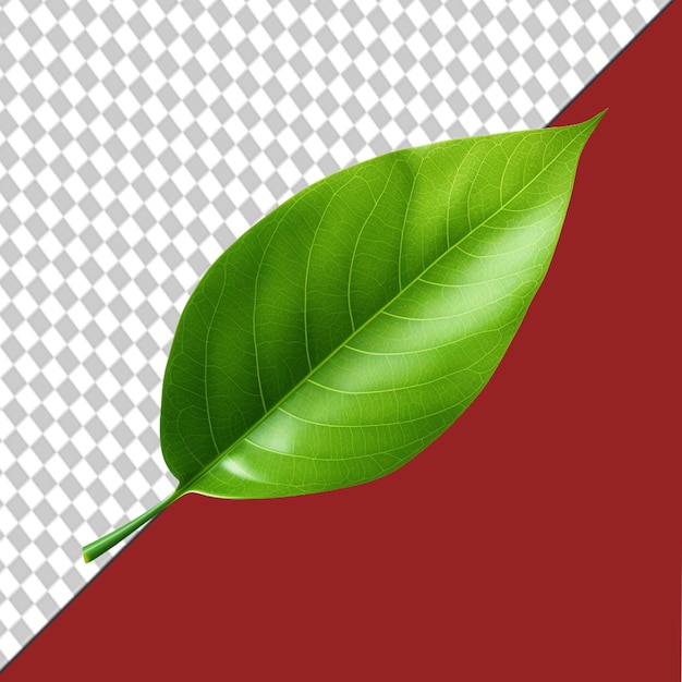 a leaf with green leaves on a transparent background