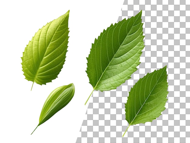 A leaf with green leaves on a transparent background