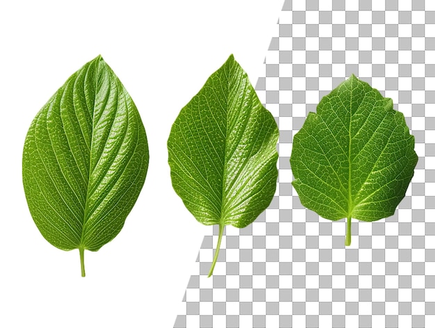 A leaf with green leaves on a transparent background