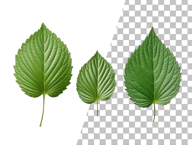 A leaf with green leaves on a transparent background