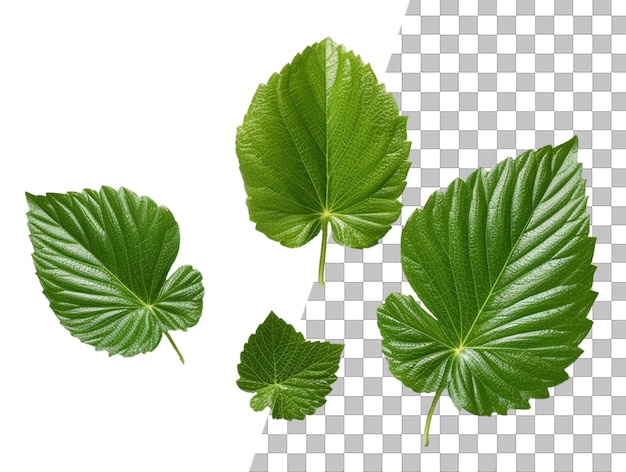 A leaf with green leaves on a transparent background