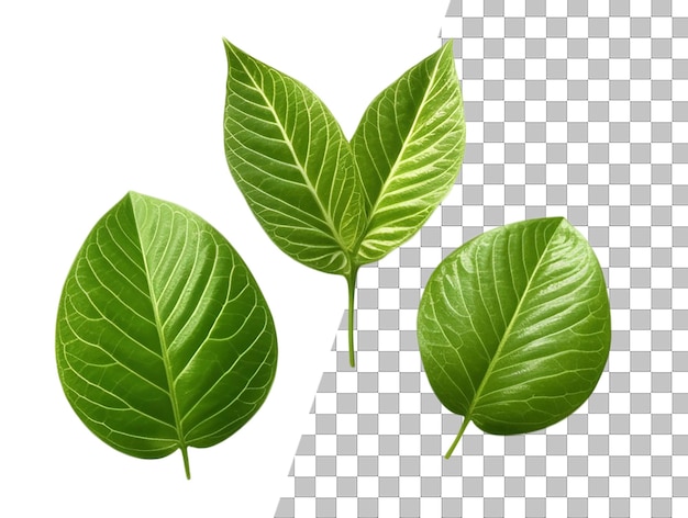 A leaf with green leaves on a transparent background.