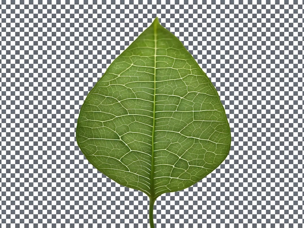 Leaf with A pattern of the leaf isolated Transparent Background