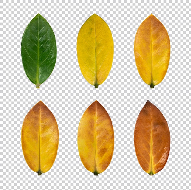 Leaves color change isolated Premium PSD