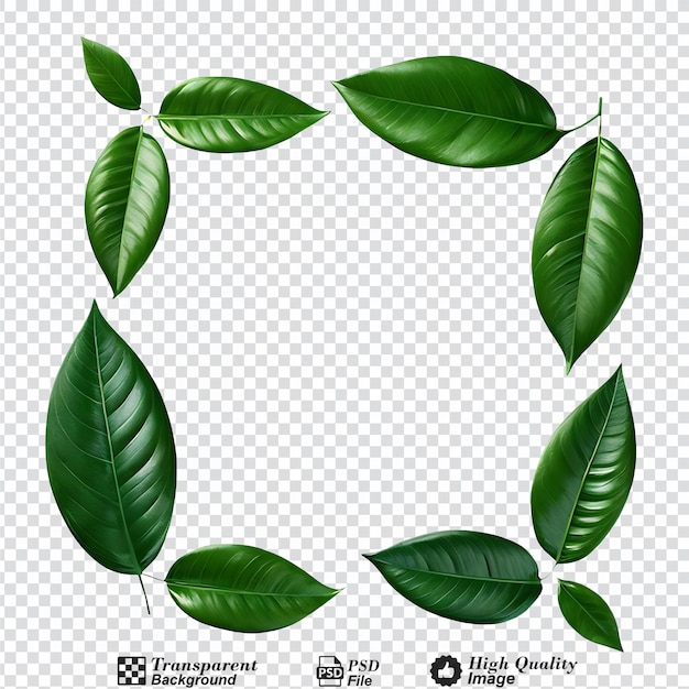 leaves frame with copy space isolated on transparent background