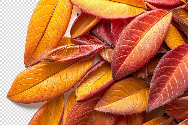 Leaves on Transparent Background