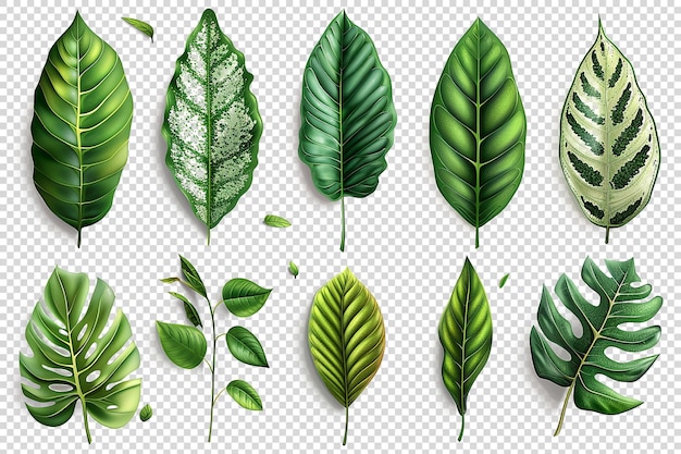 Leaves on Transparent Background