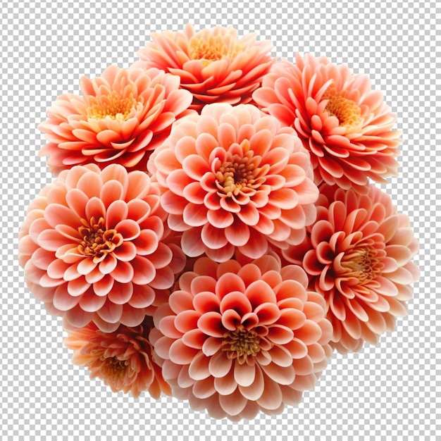 lematis flower png isolated on transparent background