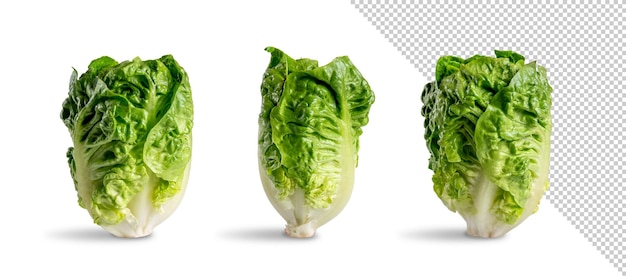 Lettuce bud mockup