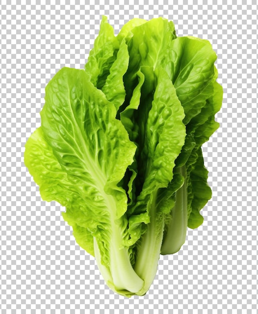 Lettuce Isolated on Transparent Background