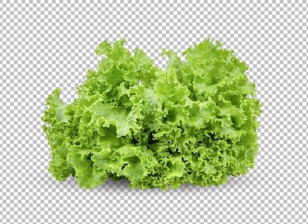 Lettuce salad leaves isolated on alpha layer