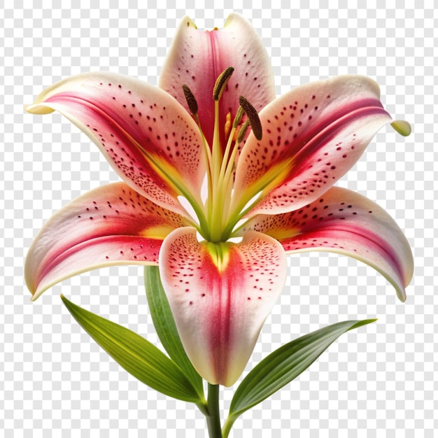 PSD lilium flower isolated on transparent background