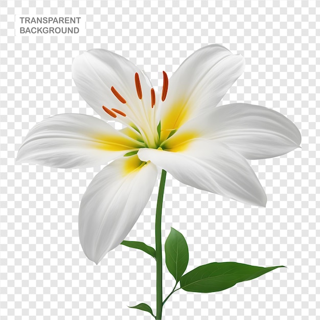 Lily flower isolated on PNG background PSD file