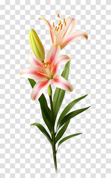 PSD lily flower isolated on transparent background png