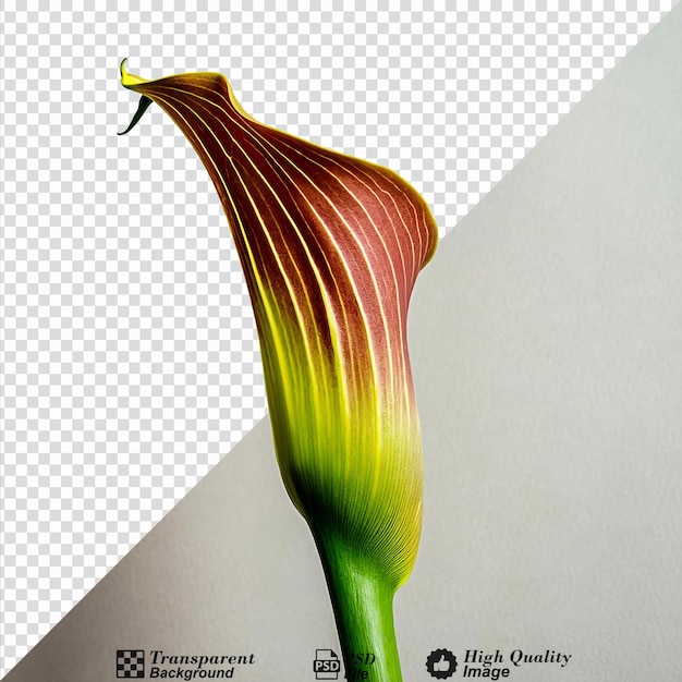 PSD lily flower isolated on transparent background