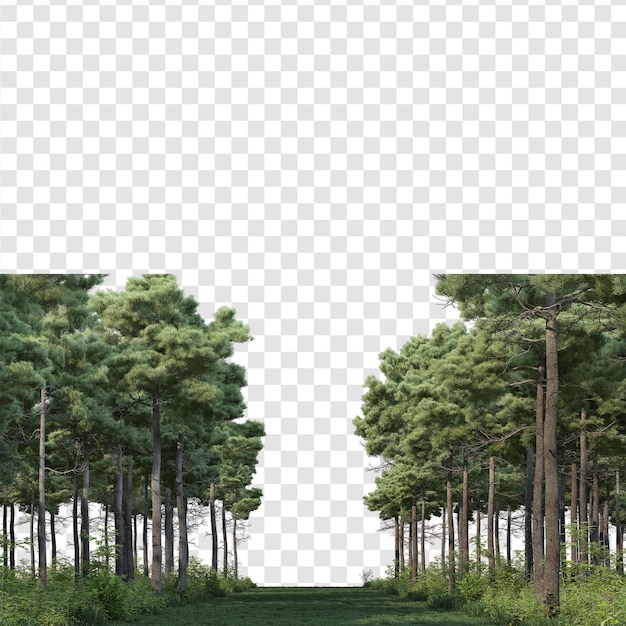 a line of pine trees with a white background and a crosswalk