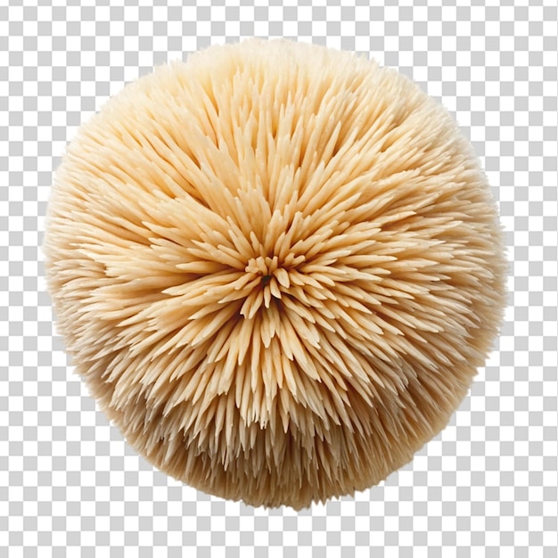 Lion mane mushroom top view isolated on transparent background