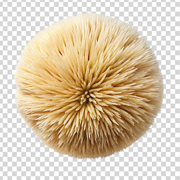 Lion mane mushroom top view isolated on transparent background