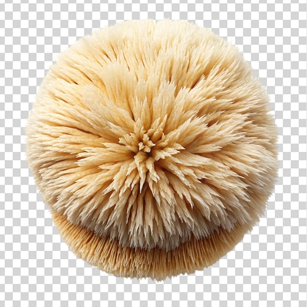 Lion mane mushroom top view isolated on transparent background