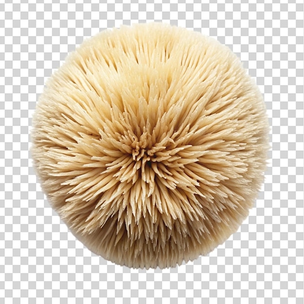 Lion mane mushroom top view isolated on transparent background