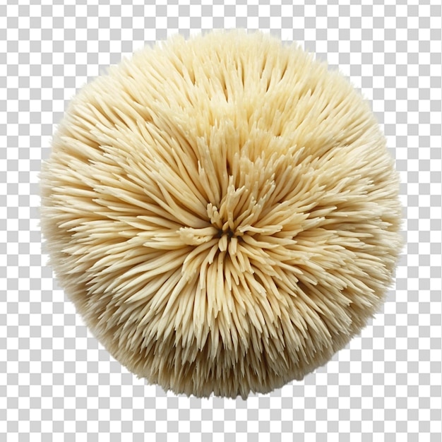 Lion mane mushroom top view isolated on transparent background