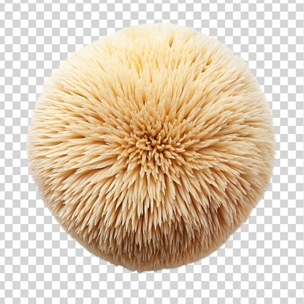 Lion mane mushroom top view isolated on transparent background