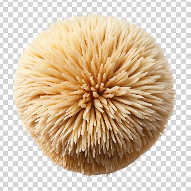 Lion mane mushroom top view isolated on transparent background