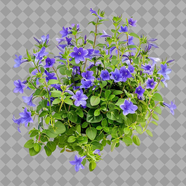 Lobelia Erinus With Mounding Form and Have Blue Purple or Wh Isolated Shrub on Clean Background