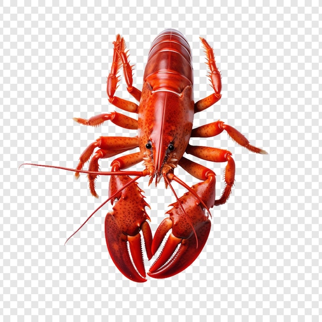 PSD a lobster with a red shell on its head