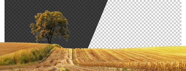 PSD lone tree in a harvested cornfield on a sunny day cut out stock png