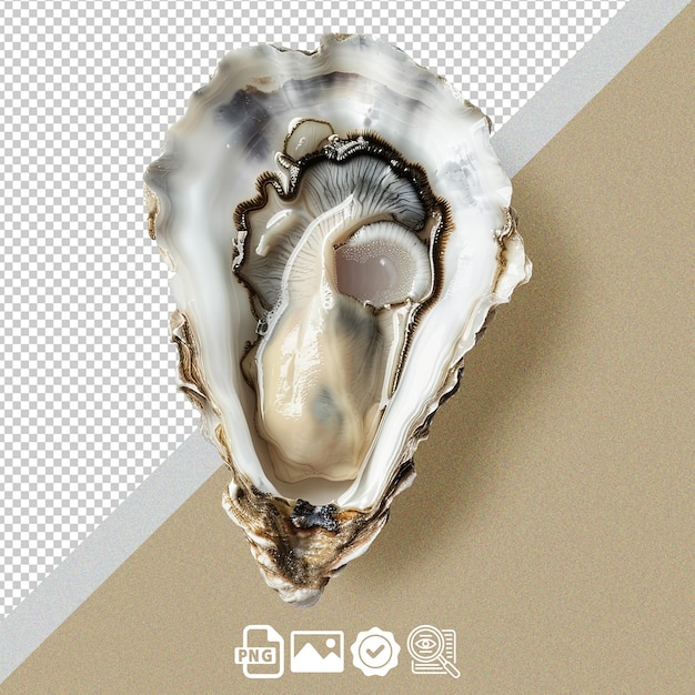 PSD an long oyster from a top view on a white background