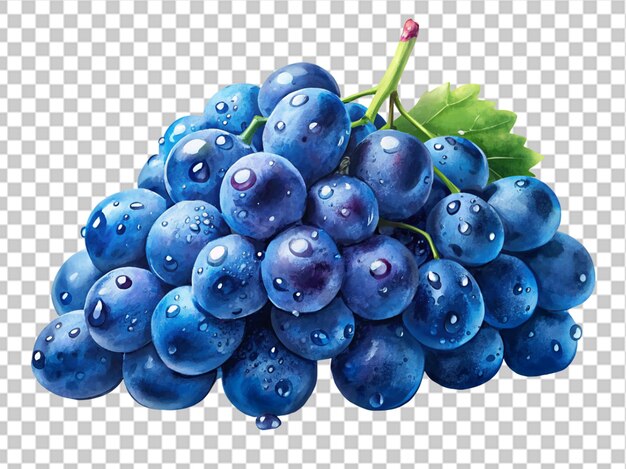 Lots of Blue grapess Fresh Blue grapess background