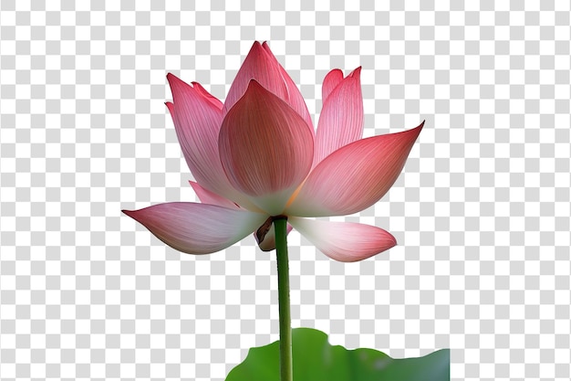 Lotus flower isolated on transparent background PNG