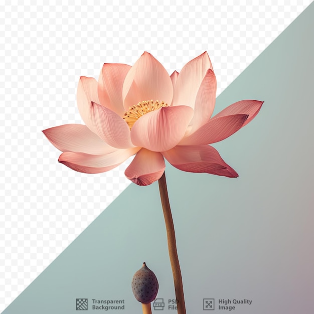 Lotus flower on transparent background