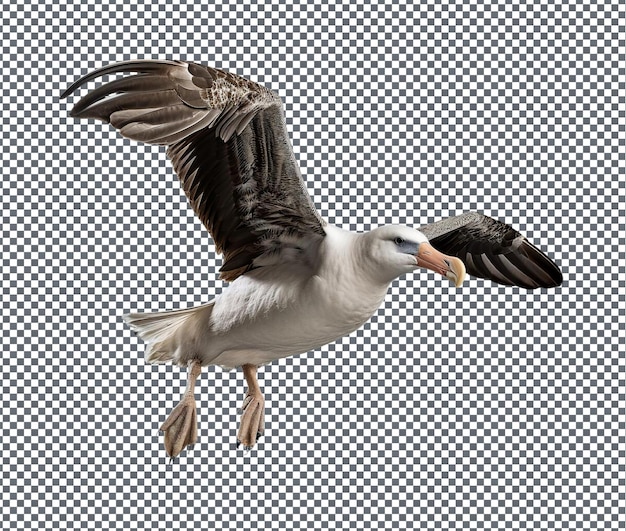 Lovely Albatross isolated on transparent background isol