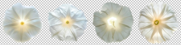 Luminous Moonflower Glowing in Soft White Set Isolated on Transparent Background