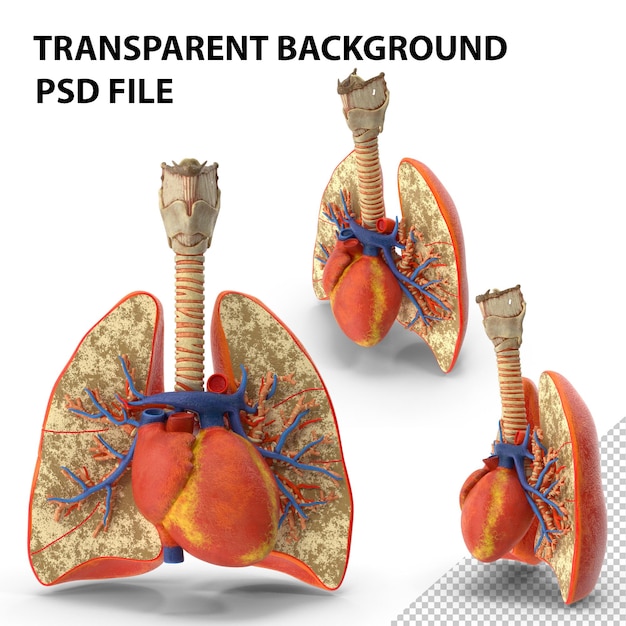 PSD lungs trachea and heart png