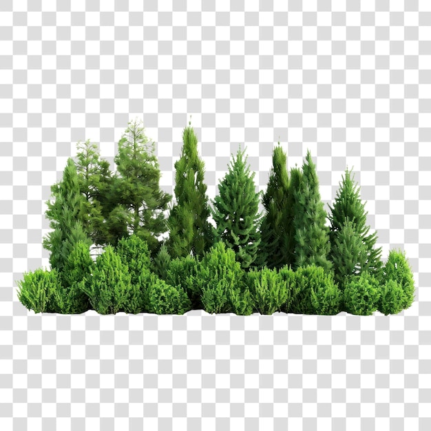 Lush evergreen trees and shrubs