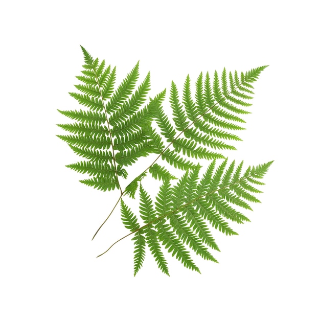 PSD lush green fern fronds isolated on white background