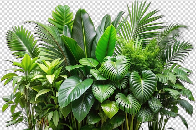 Lush green tropical plants splash png